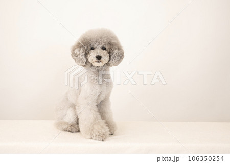 お座りして笑うトイプードルのアムル 106350254