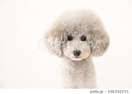 トイプードルのアムルのバストアップ 106350255