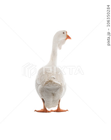 white goose isolated on white background 106350284
