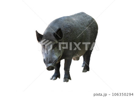 wild boar isolated on white background 106350294
