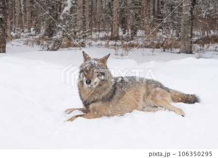 Gray wolf lies in the snow on the background of the forest 106350295