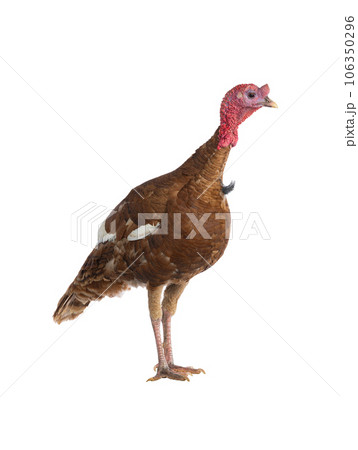 red bourbon turkey female isolated on white background 106350296
