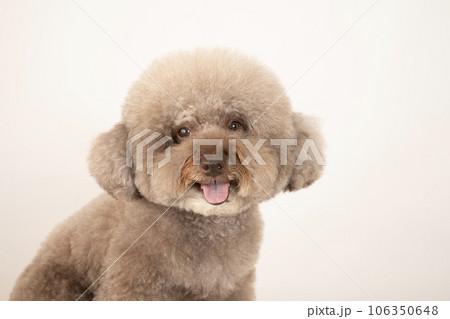 微笑むトイプードルのさつまいものバストアップ 106350648