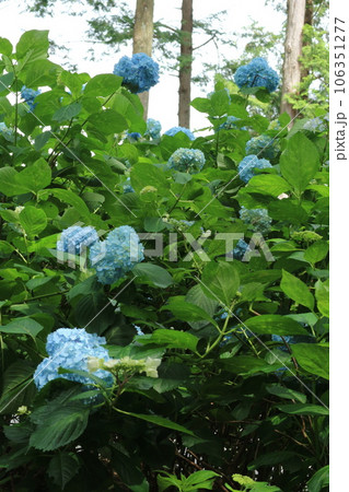 紫陽花 106351277