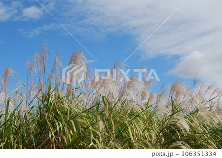 ススキのある風景 106351334