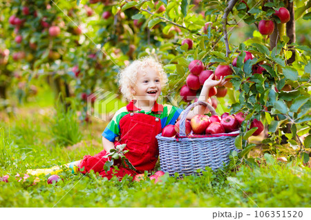 Little boy picking apple in fruit garden 106351520