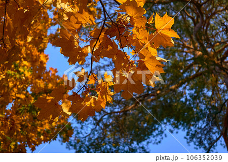 Autumn bright orange maple leaves close up in sunny day and blue sky Autumn bright orange maple leaves close up in sunny day and blue sky 106352039