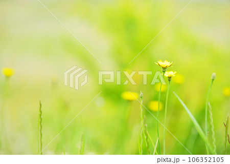 野原に咲く可憐な黄色い花 オールドレンズ 野原に咲く可憐な黄色い花 オールドレンズ 106352105