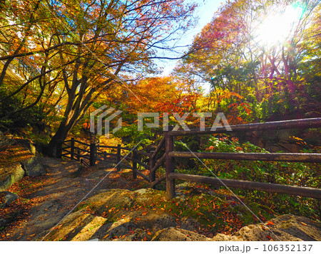 光が差す秋の磊々峡の紅葉 106352137
