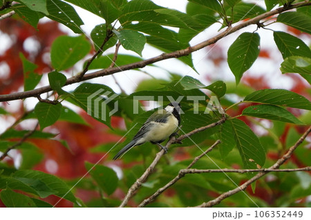 枝に止まるシジュウカラ 106352449