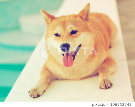 Shiba Inu puppy looks like a little fox Shiba Inu puppy looks like a little fox 106352542