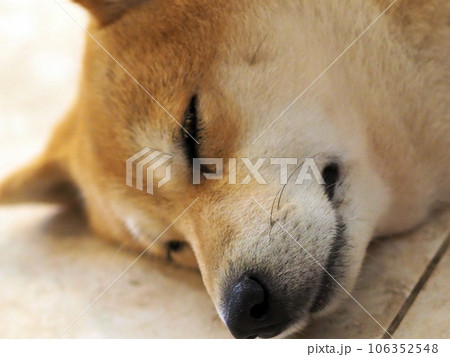 Shiba Inu puppy looks like a little fox Shiba Inu puppy looks like a little fox 106352548