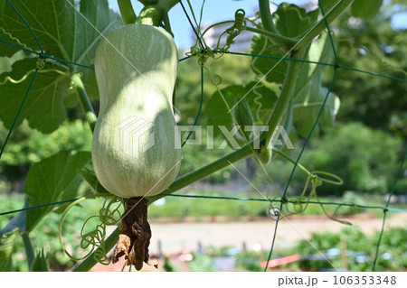 熟する前のバターナッツ（ウリ科・カボチャ属） 106353348