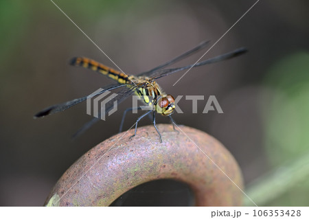 コノシメトンボ 106353428