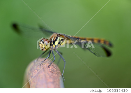 コノシメトンボ 106353430
