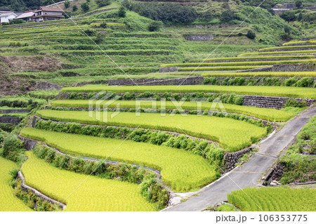 実りの季節を迎えた広島県 井仁の棚田 実りの季節を迎えた広島県 井仁の棚田 106353775
