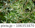 オリーブの小さな花 106353870