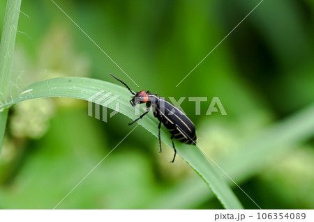 マメハンミョウ 106354089