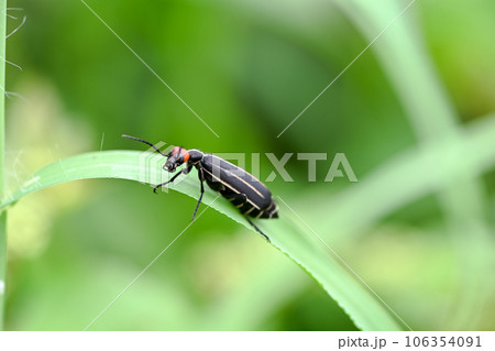 マメハンミョウ 106354091