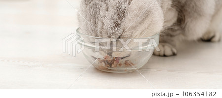 Animals. A beautiful gray fluffy domestic cat, the Scottish Fold breed, eats a delicious pate from a glass plate. Close-up. Animals. A beautiful gray fluffy domestic cat, the Scottish Fold breed, eats a delicious pate from a glass plate. Close-up. 106354182