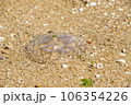 砂浜に打ち上がったミズクラゲ 106354226