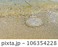砂浜に打ち上がったミズクラゲ 106354228