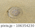 砂浜に打ち上がったミズクラゲ 106354230