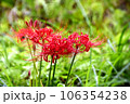 緑の野原に咲く赤い彼岸花(ヒガンバナ) 緑の野原に咲く赤い彼岸花(ヒガンバナ) 106354238