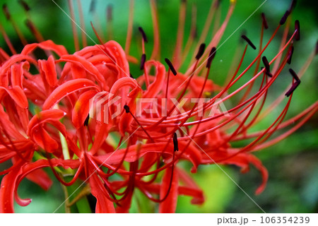 落ちついた印象の赤い彼岸花（ヒガンバナ）のアップ 106354239