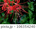 真上から見た深紅の彼岸花(ヒガンバナ) 真上から見た深紅の彼岸花(ヒガンバナ) 106354240