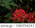 暗い背景に浮かび上がる深紅の彼岸花(ヒガンバナ) 暗い背景に浮かび上がる深紅の彼岸花(ヒガンバナ) 106354241