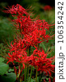 里山にジグザグに咲く赤い彼岸花(ヒガンバナ) 里山にジグザグに咲く赤い彼岸花(ヒガンバナ) 106354242