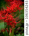 里山に咲く縦構図の赤い彼岸花(ヒガンバナ) 里山に咲く縦構図の赤い彼岸花(ヒガンバナ) 106354243