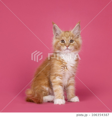 Kitten cat on pink background Kitten cat on pink background 106354387