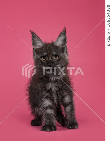 Kitten cat on pink background 106354388