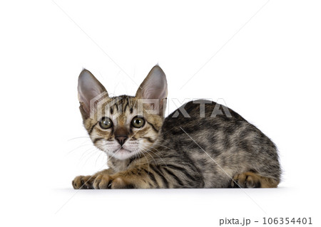 Savannah cat kitten on white background 106354401