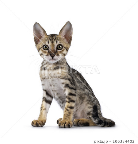 Savannah cat kitten on white background Savannah cat kitten on white background 106354402