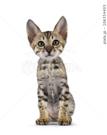 Savannah cat kitten on white background 106354403