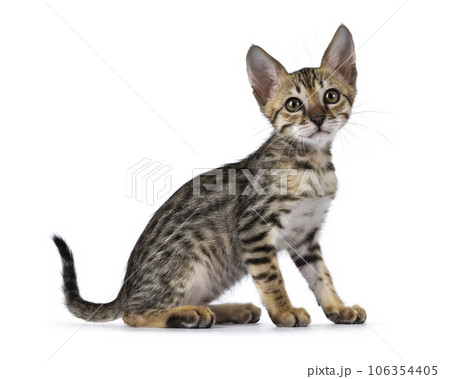 Savannah cat kitten on white background 106354405