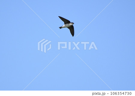 青空を飛行するショウドウツバメ 106354730
