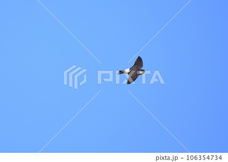 青空を飛行するショウドウツバメ 106354734