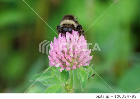 アカツメクサの花粉を集めるエゾオオマルハナバチ アカツメクサの花粉を集めるエゾオオマルハナバチ 106354795