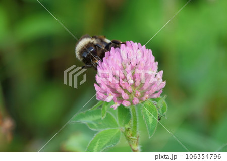 アカツメクサの花粉を集めるエゾオオマルハナバチ アカツメクサの花粉を集めるエゾオオマルハナバチ 106354796