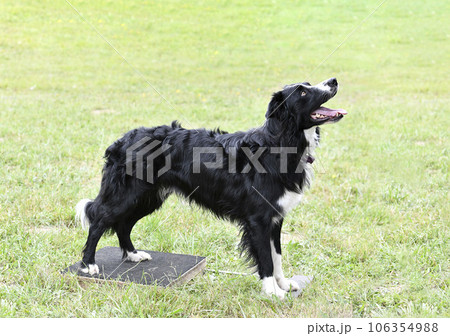 obedience training for border collie 106354988