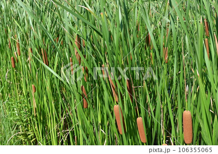 ガマ・多年草の抽水植物の穂 ガマ・多年草の抽水植物の穂 106355065