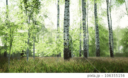 white birch trees in the forest in summer 106355156