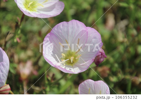 桃色昼咲き月見草・波戸岬(佐賀県・唐津市) 桃色昼咲き月見草・波戸岬(佐賀県・唐津市) 106355232