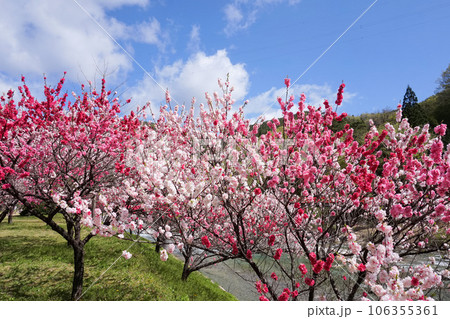 阿智村・昼神温泉郷の花桃【長野県下伊那郡】 阿智村・昼神温泉郷の花桃【長野県下伊那郡】 106355361