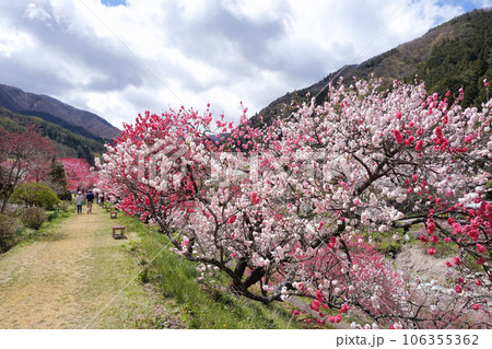 阿智村・花桃の里(月川温泉郷)【長野県下伊那郡】 阿智村・花桃の里(月川温泉郷)【長野県下伊那郡】 106355362