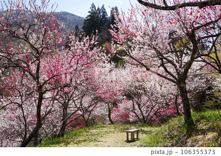 阿智村・花桃の里(月川温泉郷)【長野県下伊那郡】 阿智村・花桃の里(月川温泉郷)【長野県下伊那郡】 106355373
